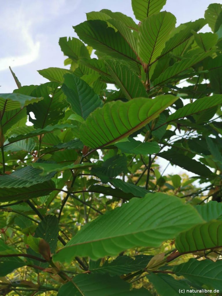 Mitragyna Speciosia Borneo Kratom kaufen aus Deutschland