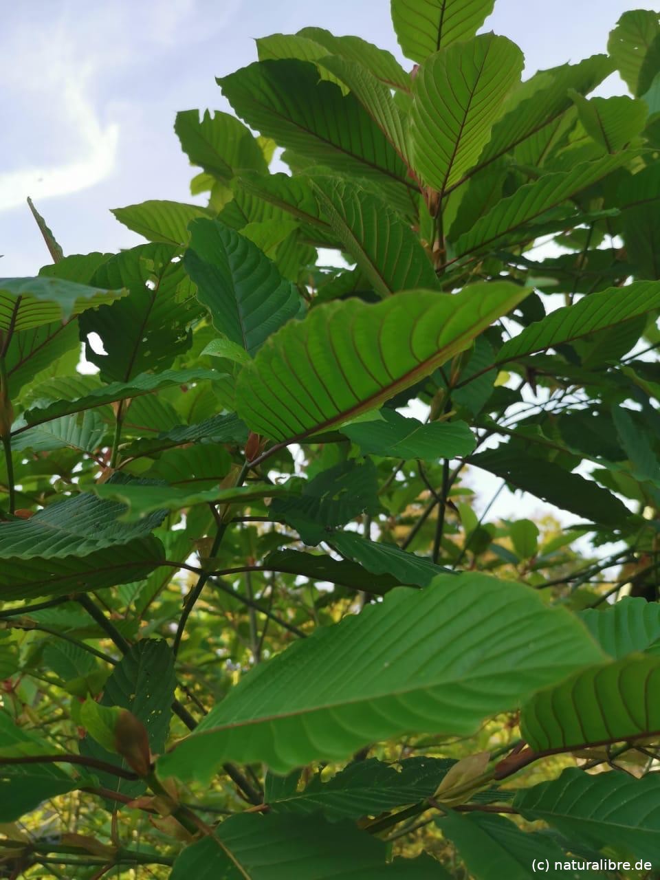 Mitragyna Speciosia Borneo Kratom kaufen aus Deutschland