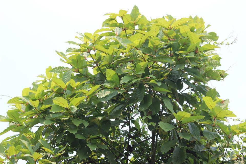 Kratom bestellen diskret aus Deutschland