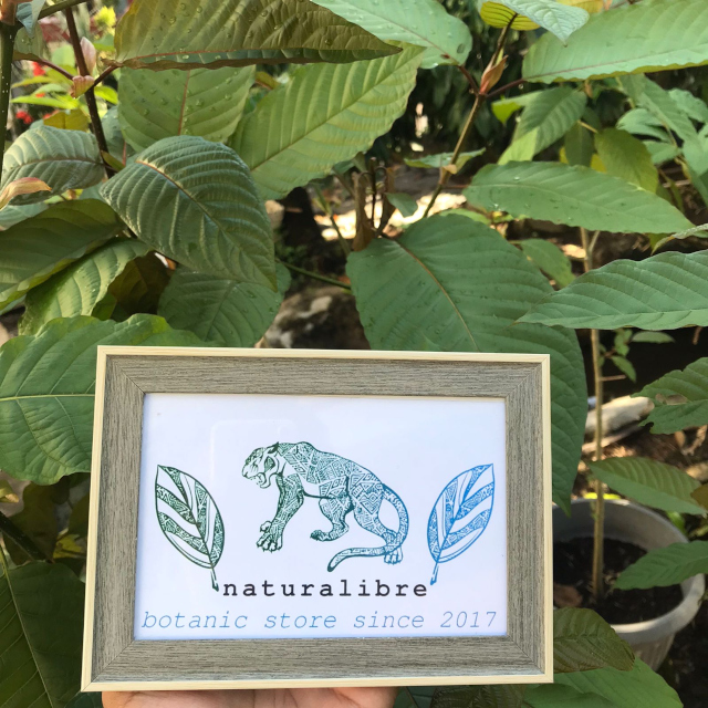 kratom auf Rechnung kaufen bei naturalibre aus deutschland mit schnellen versand